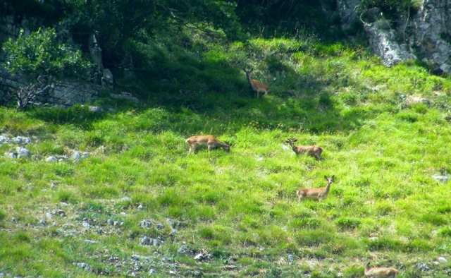 Ungulati del parco nazione dabruzzo.