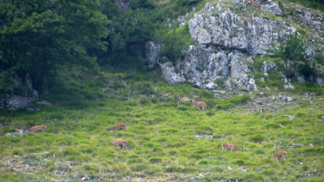 Ungulati del parco nazione dabruzzo.