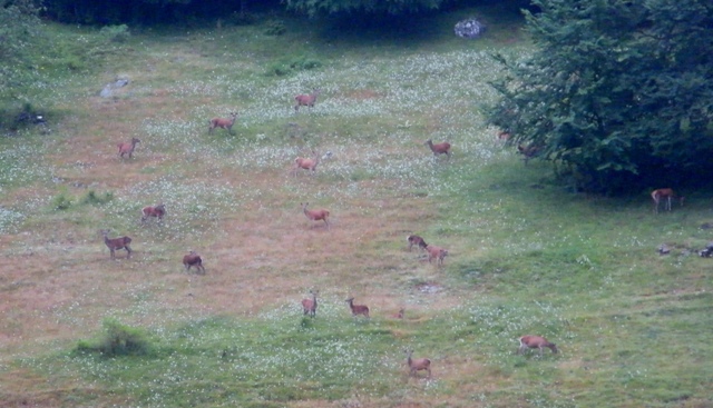 Ungulati del parco nazione dabruzzo.