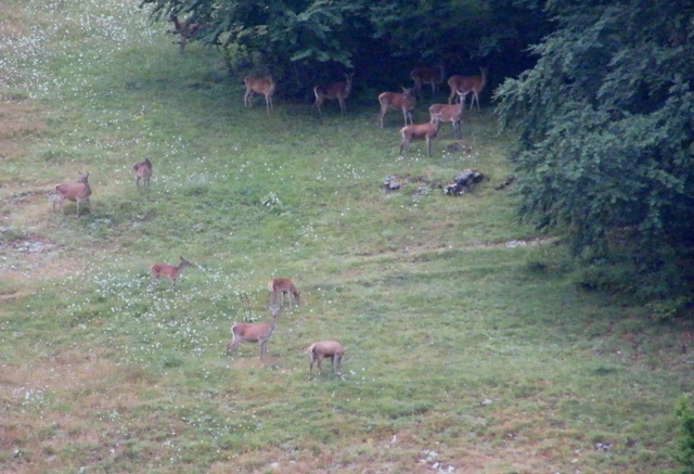 Ungulati del parco nazione dabruzzo.