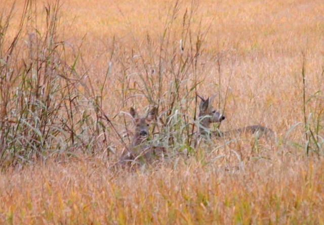 caprioli , riserva La Fagiana Parco del Ticino, lombardia