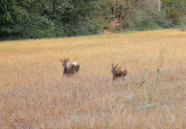 caprioli , riserva La Fagiana Parco del Ticino, lombardia