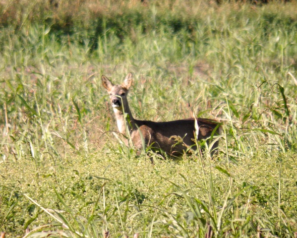 caprioli , riserva La Fagiana Parco del Ticino, lombardia