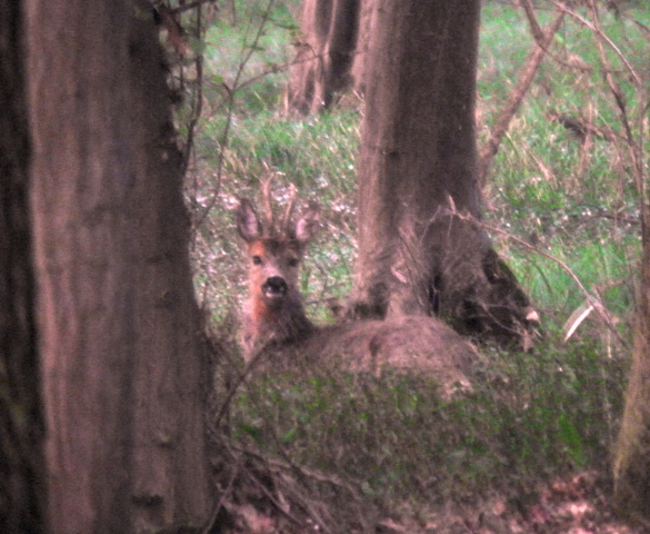 caprioli , riserva La Fagiana Parco del Ticino, lombardia