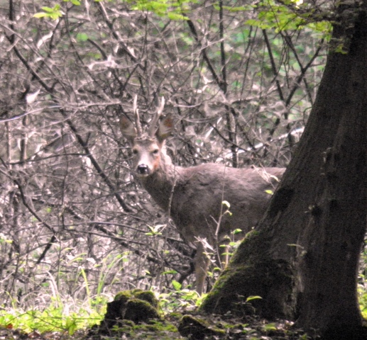 caprioli , riserva La Fagiana Parco del Ticino, lombardia