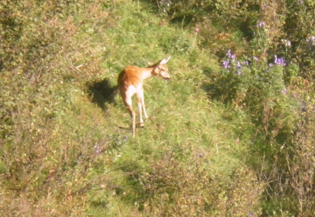 camoscio al monte generoso, svizzera