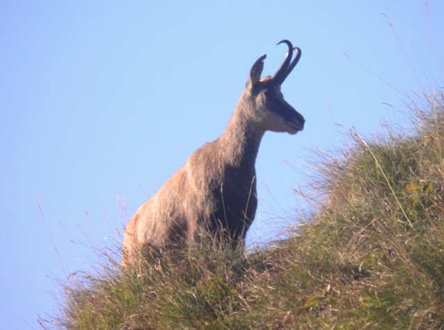 camoscio al monte generoso, svizzera