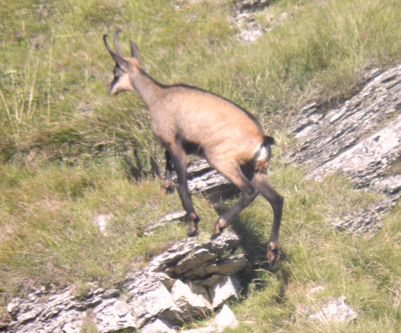 camoscio al monte generoso, svizzera