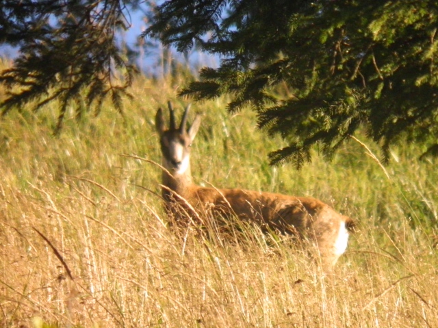 camoscio al monte generoso, svizzera