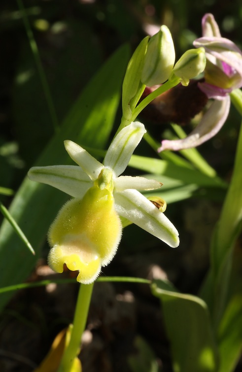 Ophrys bertolonii albiflora in  fioritura