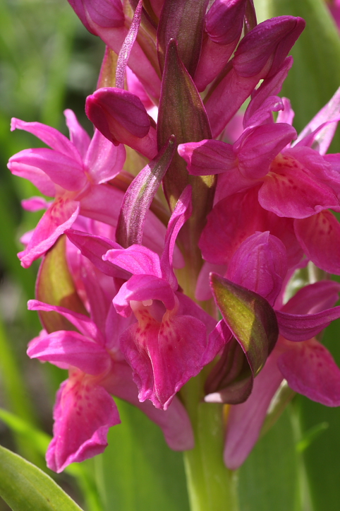 Orchidee dell''Appennino pistoiese