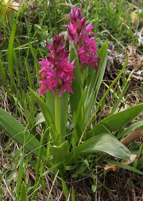 Orchidee dell''Appennino pistoiese