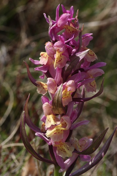 Orchidee dell''Appennino pistoiese