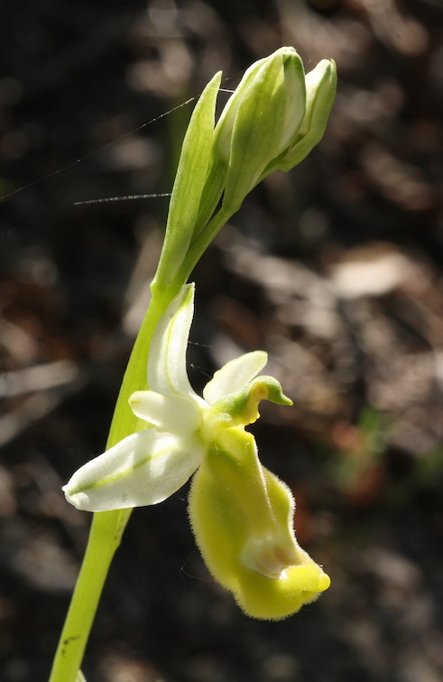 Ophrys bertolonii albiflora in  fioritura