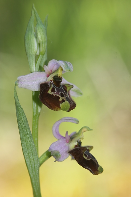 Orchidee. nel fondo del barile