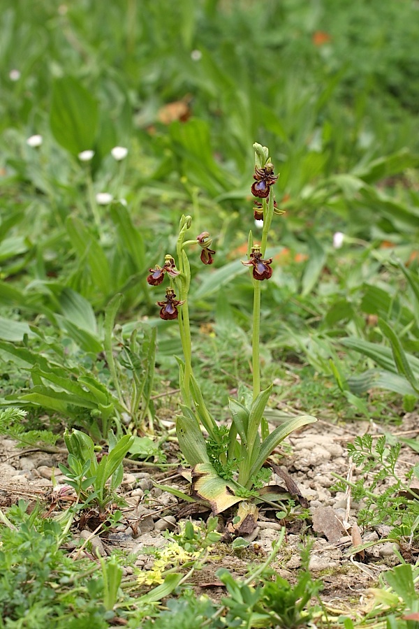 Ophrys speculum snob