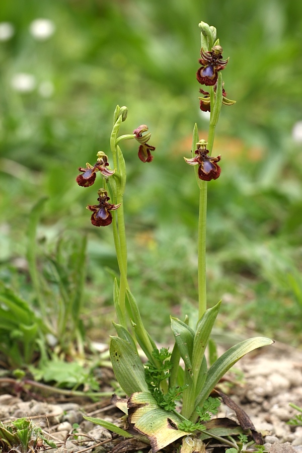 Ophrys speculum snob