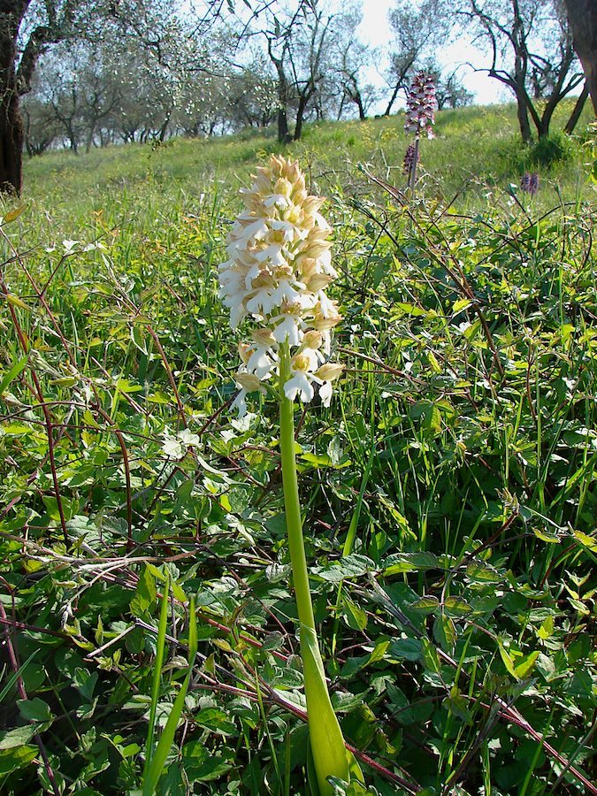 Orchis purpurea albina