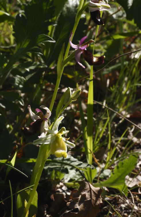 Ophrys bertolonii albiflora in  fioritura