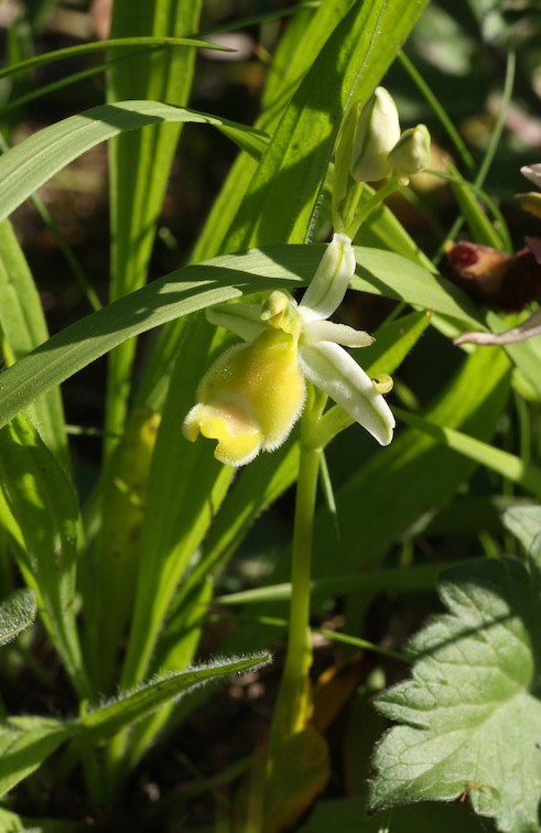 Ophrys bertolonii albiflora in  fioritura