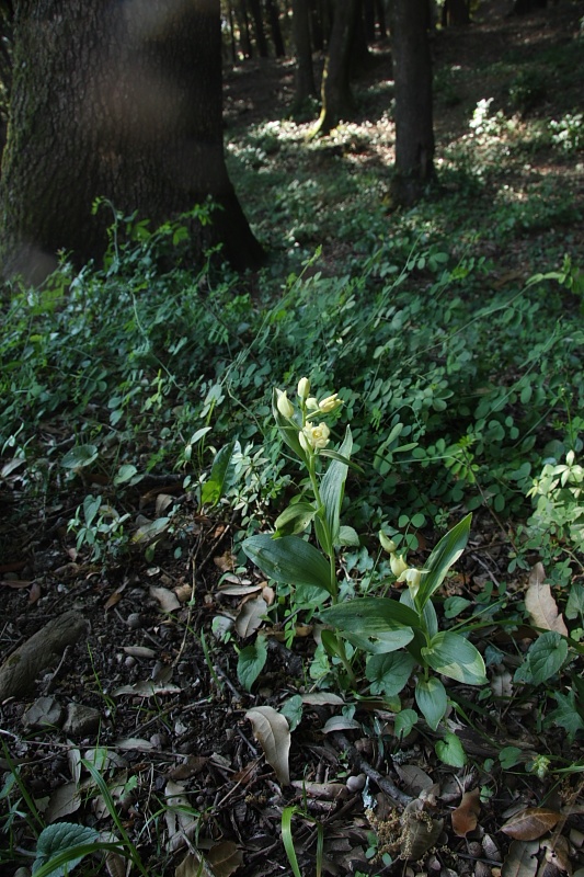 Orchidee. nel fondo del barile