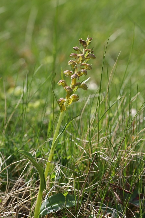 Orchidee dell''Appennino pistoiese