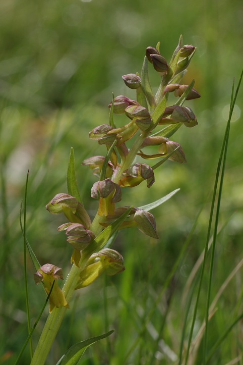 Orchidee dell''Appennino pistoiese