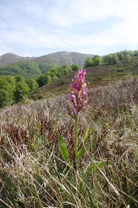 Orchidee dell''Appennino pistoiese