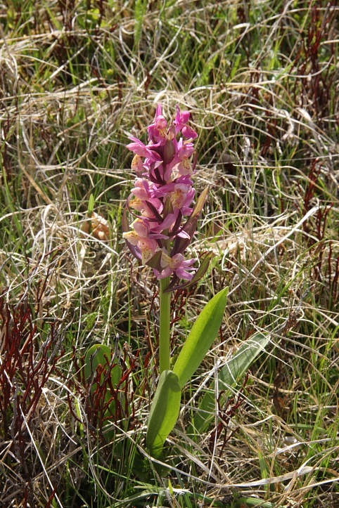 Orchidee dell''Appennino pistoiese