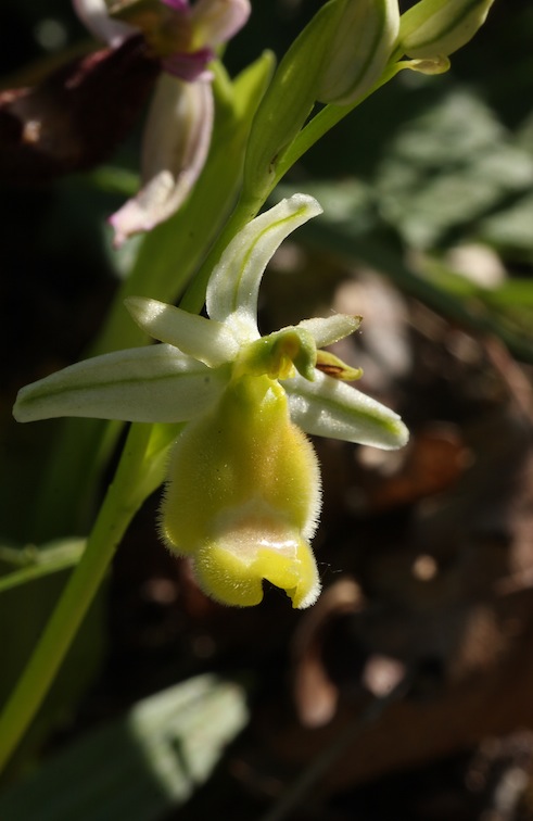 Ophrys bertolonii albiflora in  fioritura