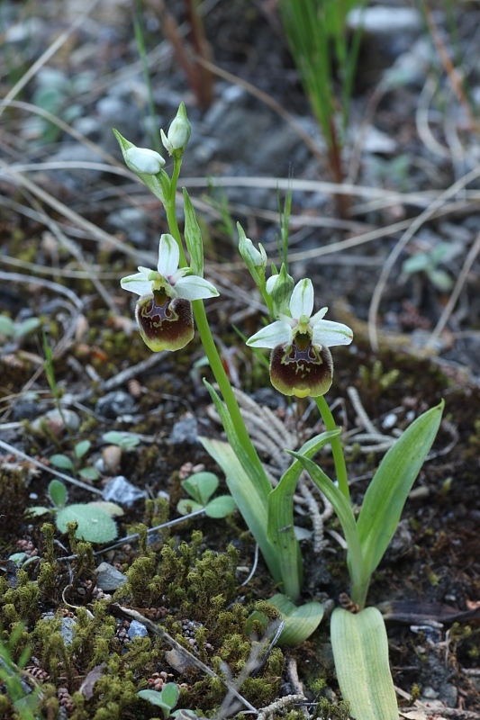 Orchidee. nel fondo del barile