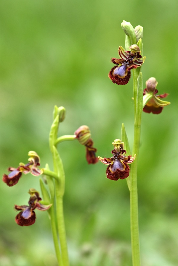 Ophrys speculum snob