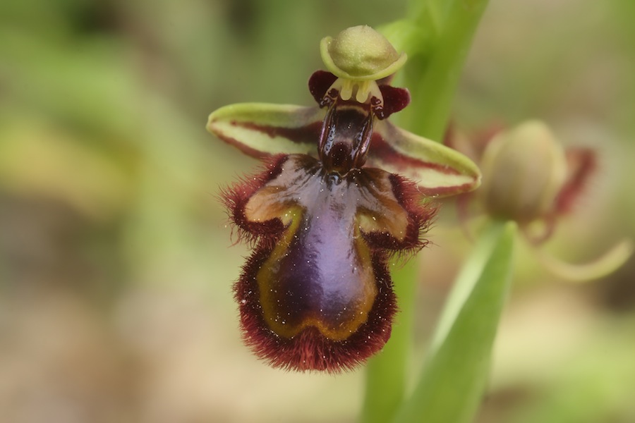 Ophrys speculum snob