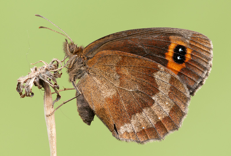 erebia aethiops?