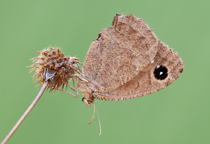 Satiride da determinare 2 - Satyrus ferula