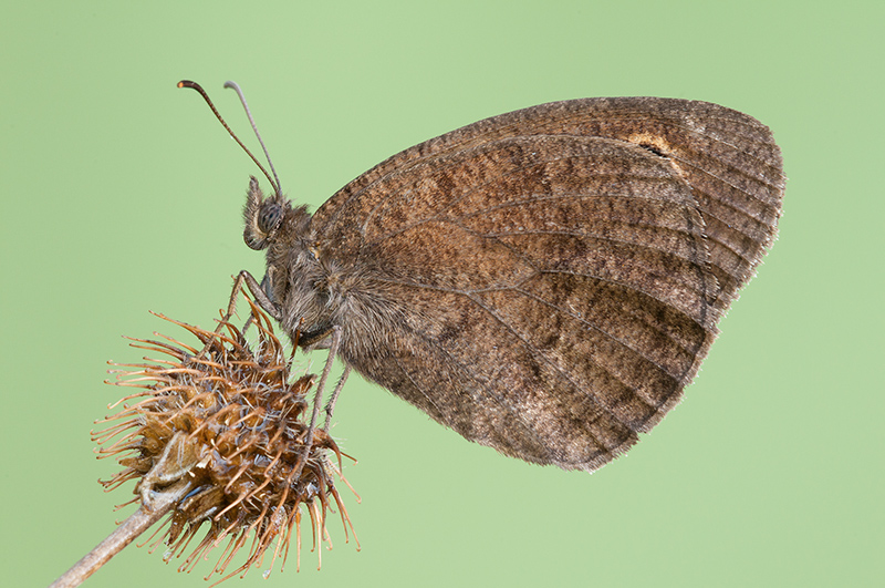 Minois Dryas? e satyrus ferula? in comparazione