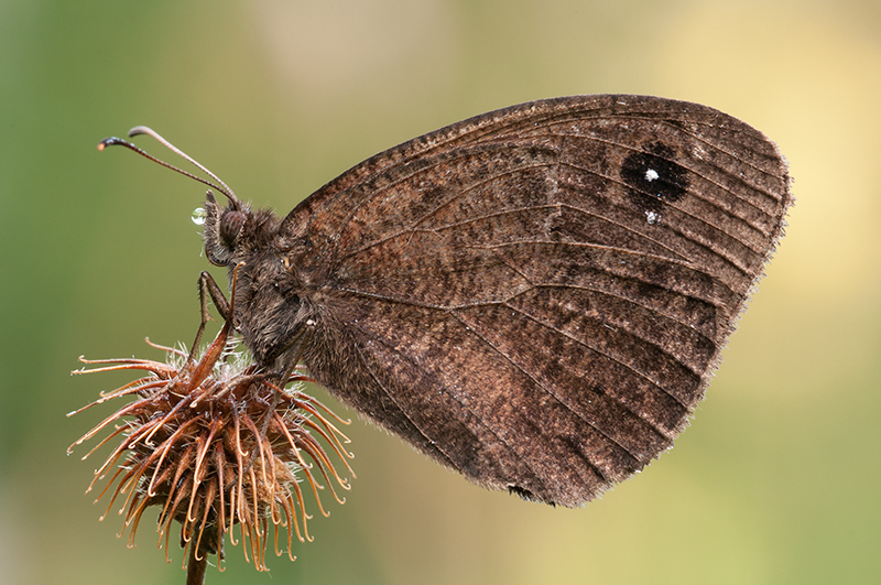 Minois Dryas? e satyrus ferula? in comparazione