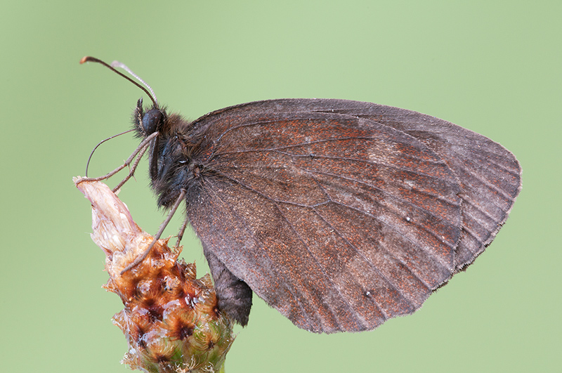 erebia aethiops?