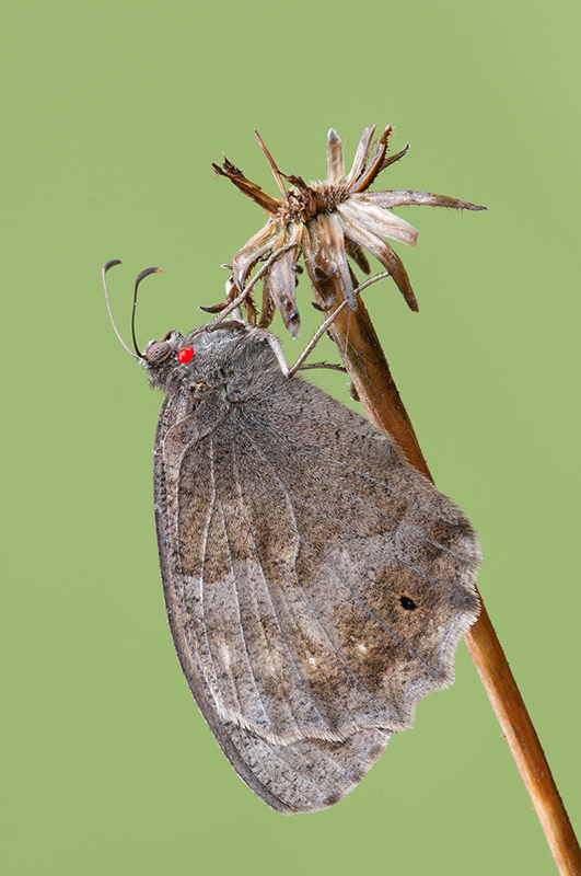 neohipparchia statilinus?