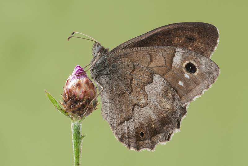 Satyrus ferula? - Hipparchia (Neohipparchia) statilinus