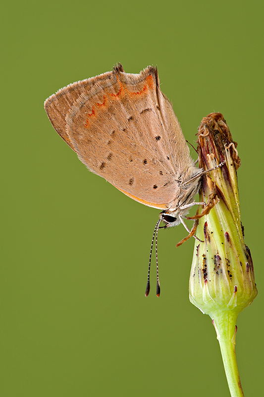 Lycaena phleas?