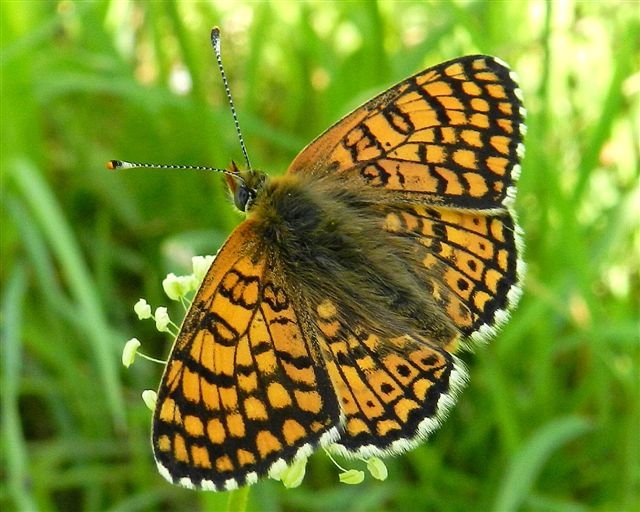 Melitaea cinxia