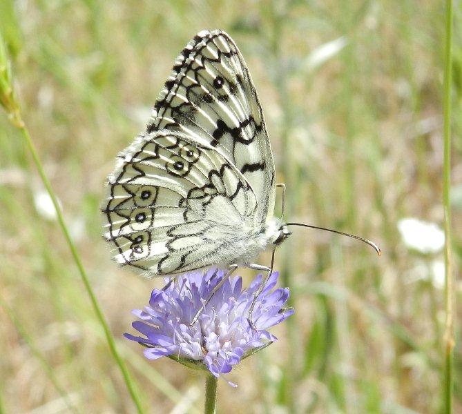 Melanargia russiae