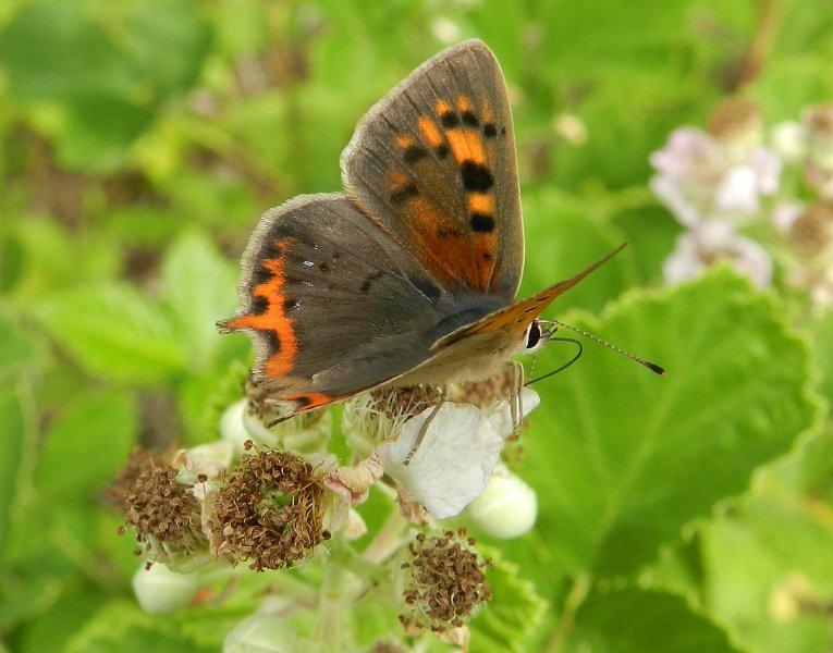 Lycaena phlaeas femmina