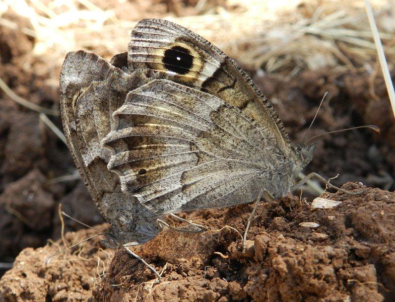 Hipparchia statilinus in love