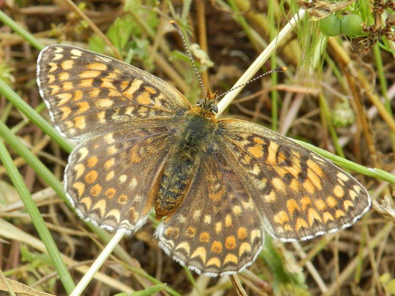 Melitaea phoebe  femmina