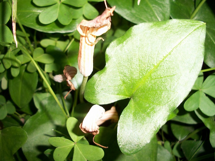 Arisarum vulgare