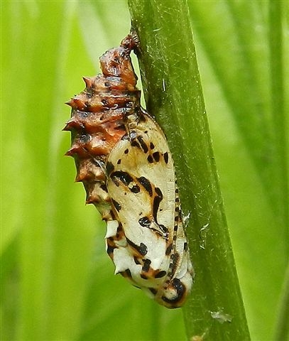 crisalide Melitaea didyma