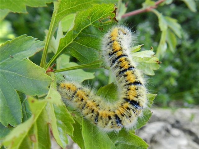 qualche foto di Lasiocampa trifolii