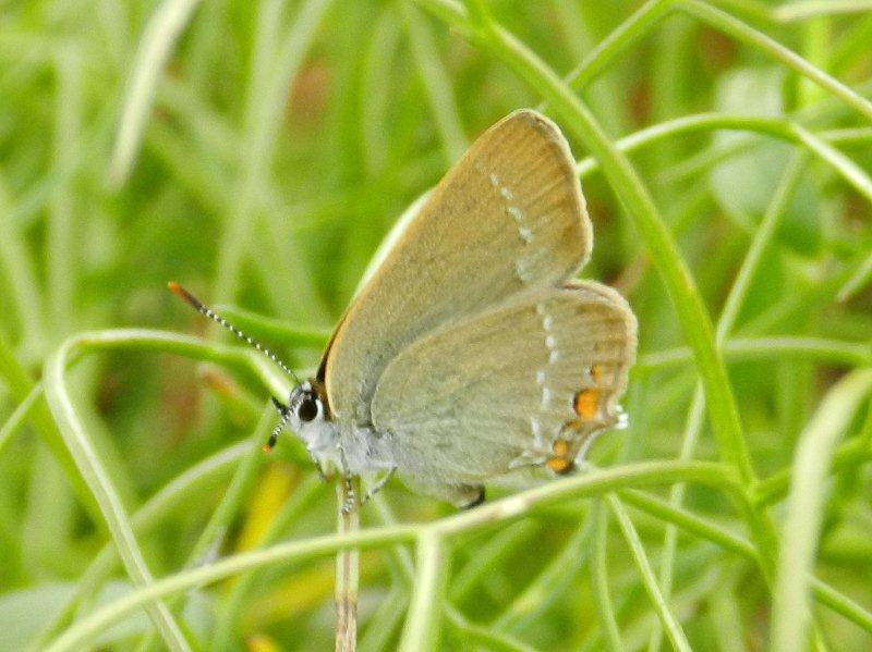 Satyrium  acaciae ??